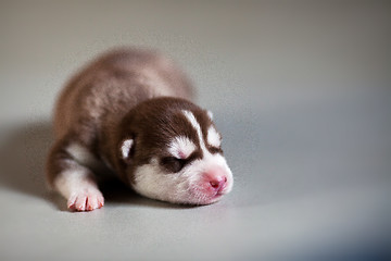 Image showing newborn puppy