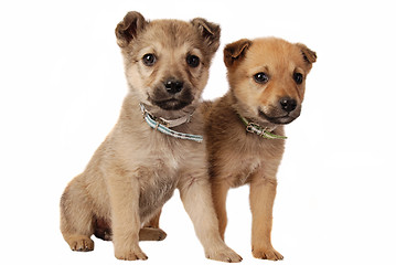 Image showing Two cute mixed breed puppies on white