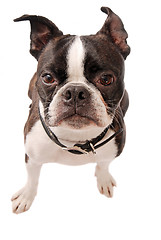 Image showing Boston Terrier Dog Close-up