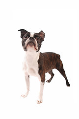 Image showing Boston Terrier Dog Standing on White