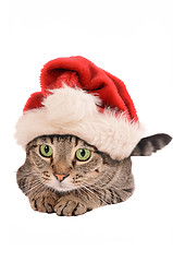 Image showing Cute Tabby Cat In a Christmas Hat - holiday theme