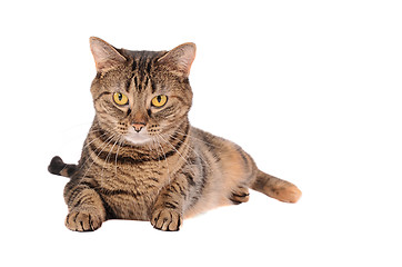 Image showing A Grumpy Looking Tabby Cat