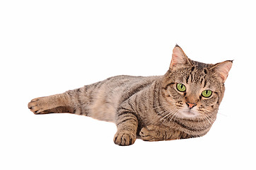 Image showing Serious looking tabby cat on a white background