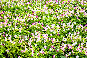 Image showing Beautiful flower at Mae Fah Luang Garden,locate on Doi Tung,Thai