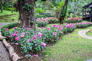 Image showing Mae Fah Luang Garden,locate on Doi Tung, Chiangrai Province, Tha