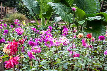 Image showing Garden dahlias at Mae Fah Luang Garden,locate on Doi Tung,Thailand