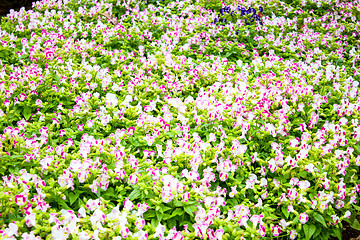 Image showing Beautiful flower at Mae Fah Luang Garden,locate on Doi Tung,Thai
