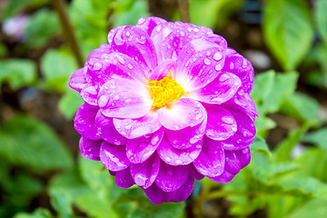 Image showing Garden dahlias at Mae Fah Luang Garden,locate on Doi Tung,Thailand