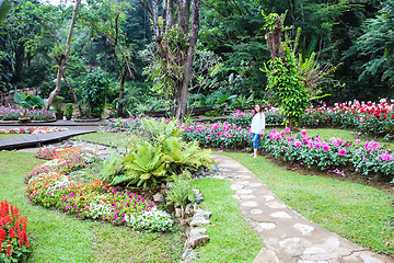 Image showing Marigold flower at Mae Fah Luang Garden,locate on Doi Tung,Thailand