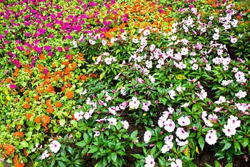 Image showing Beautiful flower at Mae Fah Luang Garden,locate on Doi Tung,Thai