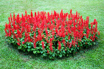 Image showing Flower at Mae Fah Luang Garden,locate on Doi Tung,Thailand