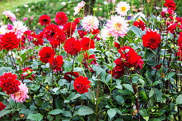 Image showing Garden dahlias at Mae Fah Luang Garden,locate on Doi Tung,Thaila