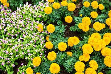 Image showing Marigold flower at Mae Fah Luang Garden,locate on Doi Tung,Thail