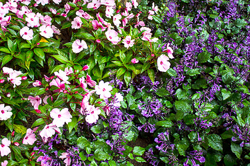 Image showing Beautiful flower at Mae Fah Luang Garden,locate on Doi Tung,Thai