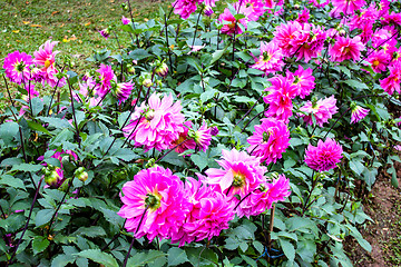 Image showing Garden dahlias at Mae Fah Luang Garden,locate on Doi Tung,Thaila