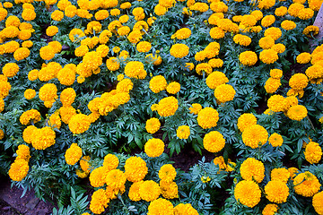 Image showing Marigold flower at Mae Fah Luang Garden,locate on Doi Tung,Thail