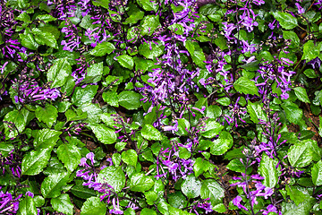 Image showing Beautiful flower at Mae Fah Luang Garden,locate on Doi Tung,Thai