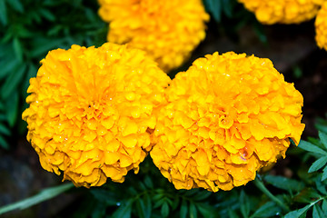 Image showing Marigold flower at Mae Fah Luang Garden,locate on Doi Tung,Thail