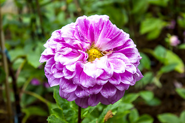 Image showing Garden dahlias at Mae Fah Luang Garden,locate on Doi Tung,Thaila