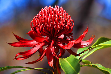 Image showing Australian Waratah