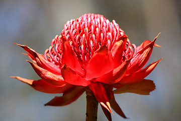 Image showing Telopea Waratah