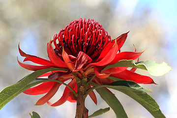 Image showing NSW Waratah flower