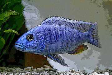 Image showing Blue fish