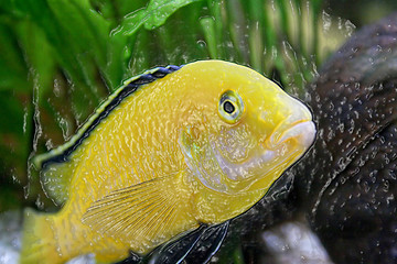 Image showing Plastic yellow fish