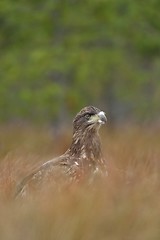 Image showing White-tailed eagle at fall