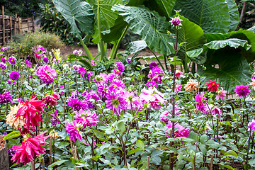 Image showing Garden dahlias at Mae Fah Luang Garden,locate on Doi Tung,Thaila