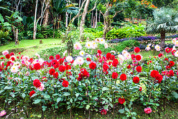 Image showing Garden dahlias at Mae Fah Luang Garden,locate on Doi Tung,Thaila