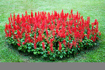 Image showing Flower at Mae Fah Luang Garden,locate on Doi Tung,Thailand