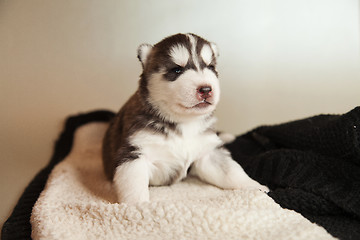 Image showing newborn puppy