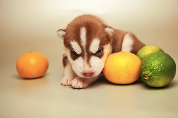 Image showing newborn puppy