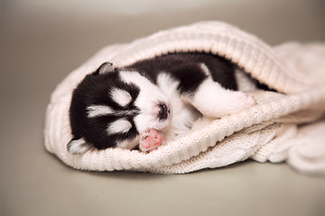 Image showing newborn puppy