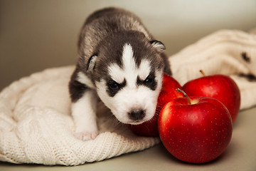 Image showing newborn puppy