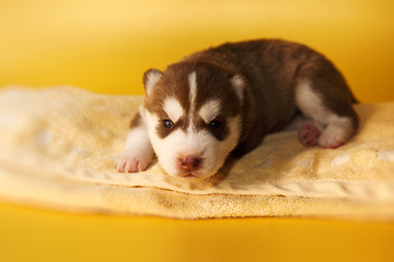 Image showing newborn puppy