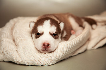 Image showing newborn puppy