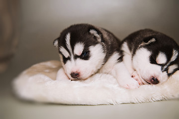 Image showing newborn puppy