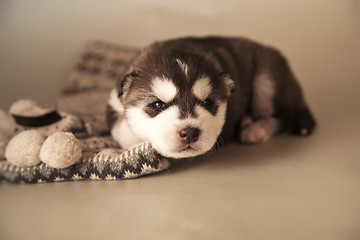 Image showing newborn puppy