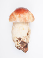 Image showing Porcini Mushroom