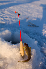 Image showing ruff on ice  fishing