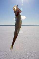 Image showing smelt fishing