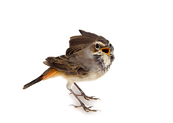 Image showing blue-throated robin bird isolated