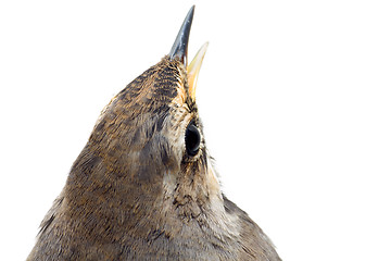 Image showing blue-throated robin bird isolated