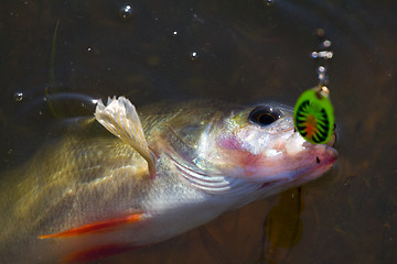 Image showing Perch caught on spinning