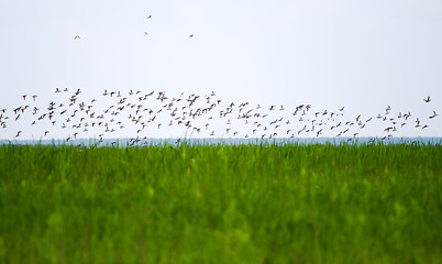 Image showing Duck flight over the lake