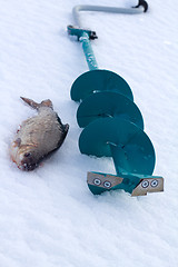 Image showing roach and ice  fishing