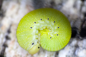 Image showing Green caterpillar on birch bark