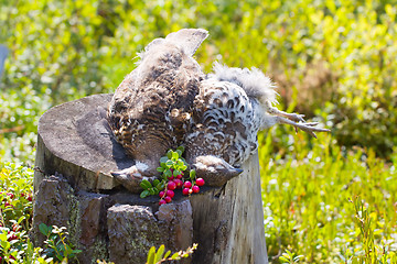 Image showing hunting hazel grouse bird